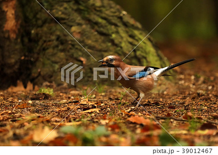 Jay having nuts in beak - Garrulus glandarius 39012467