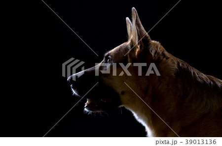 German purebred shepherd with open mouth German purebred shepherd with open mouth 39013136