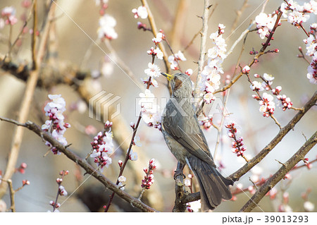 梅 と 鳥 ホトトギスの写真素材