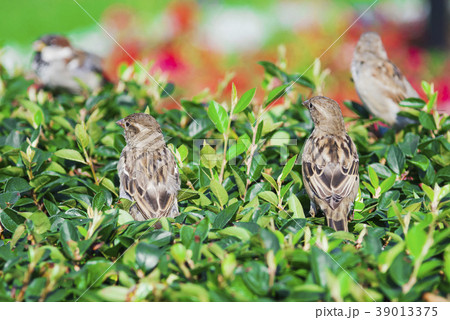 Sparrows bird in the bush Sparrows bird in the bush 39013375