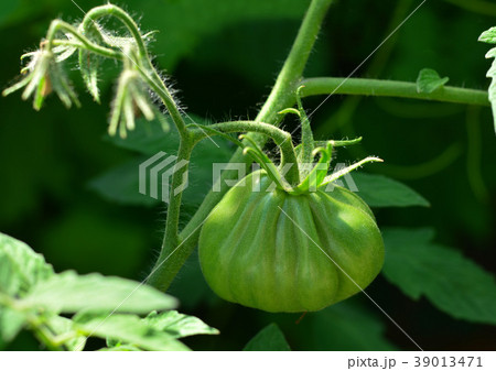 green tomatoes on tomato tree 39013471