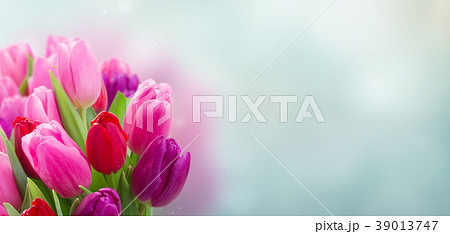 bouquet of  pink and purple  tulip flowers 39013747