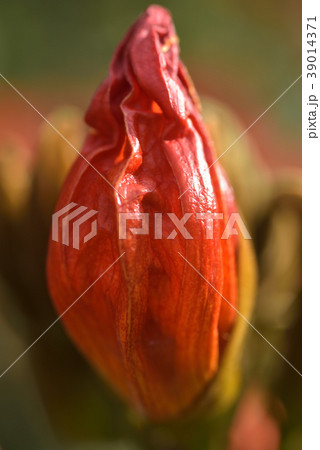 火炎樹のつぼみ 火炎樹のつぼみ 39014371