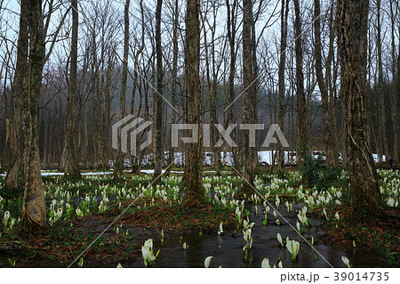 春の刺巻湿原 39014735