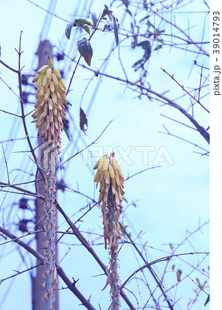 Flower of aloevera in the garden. 39014793