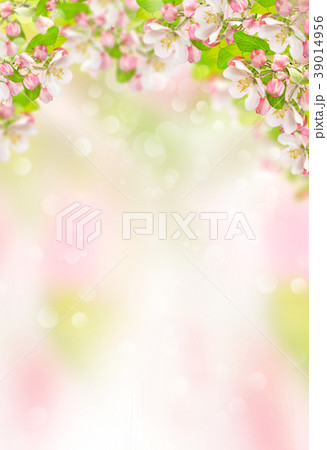 Spring flowers Apple tree blossoms nature backgr 39014956
