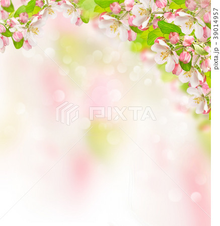 Apple tree blossoms blurred nature background Apple tree blossoms blurred nature background 39014957