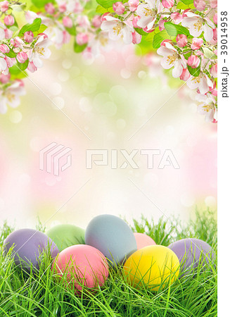 Easter eggs spring flowers Apple tree blossoms 39014958