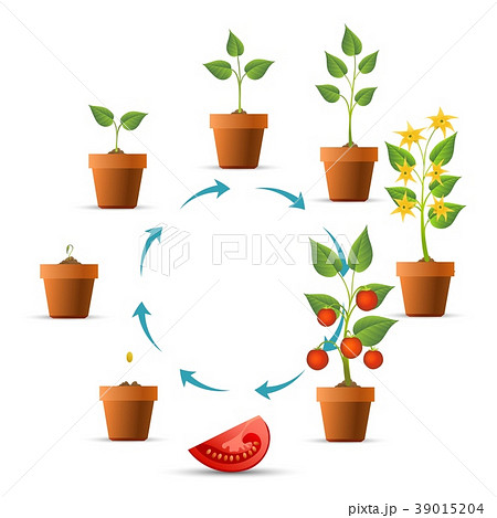 Tomato Plant Growth Stagesのイラスト素材