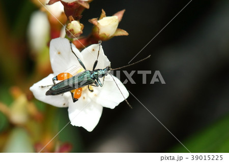 生き物　昆虫　フタイロカミキリモドキ、オスです。過剰進化としては控えめな太腿です 39015225