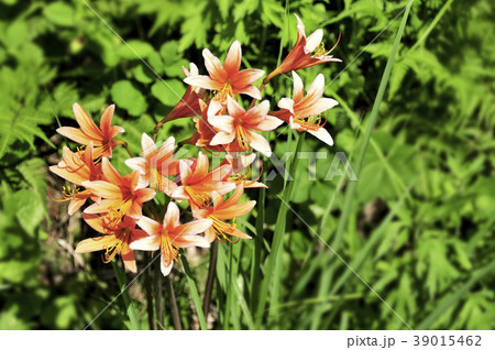 阿蘇に咲く花 39015462