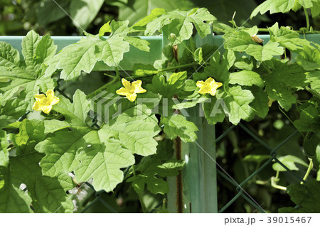 ニガウリの黄色い花 ニガウリの黄色い花 39015467
