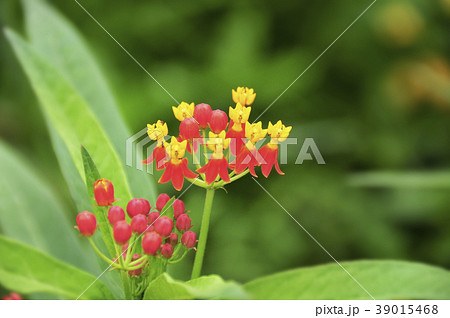 トウワタの花 トウワタの花 39015468