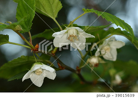 自然 植物 リュウキュウイチゴ、冬から早春にかけて白いきれいな花を次々咲かせます 自然 植物 リュウキュウイチゴ、冬から早春にかけて白いきれいな花を次々咲かせます 39015639
