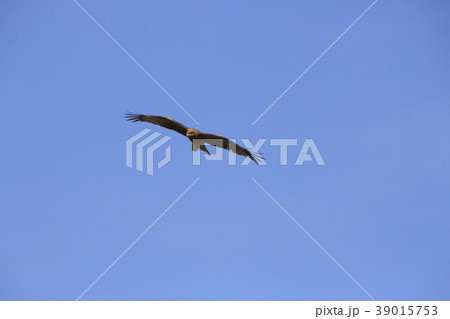 トンビ（鳶） 39015753