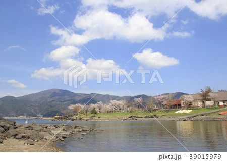 春のさかなやワンド（河口湖） 39015979