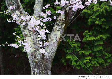 海津大崎の崖に咲く老桜 39016072