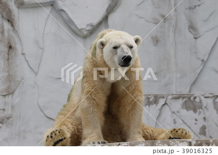 東山動物園の写真素材