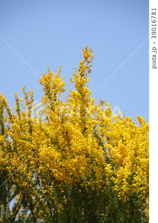 サンカクバアカシア サンカクバアカシア 39016781