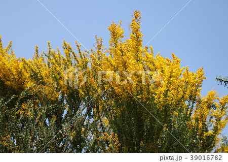 サンカクバアカシア 39016782