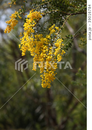 サンカクバアカシア 39016784