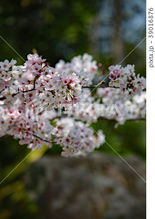 桜の花 桜の花 39016876