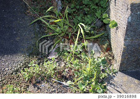 除草剤のききめ 39016898