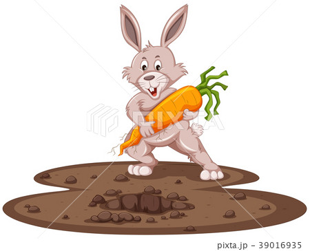 Cute bunny and fresh carrot in garden Cute bunny and fresh carrot in garden 39016935