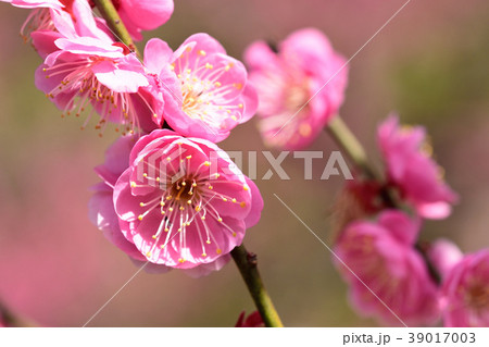 梅の花 梅の花 39017003