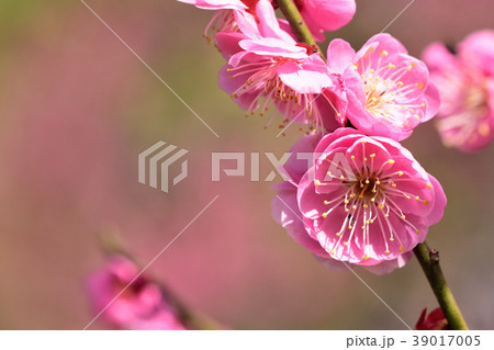 梅の花 39017005