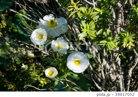 ≪ニュージーランド≫マウントクック マウントクックリリー ≪ニュージーランド≫マウントクック マウントクックリリー 39017052