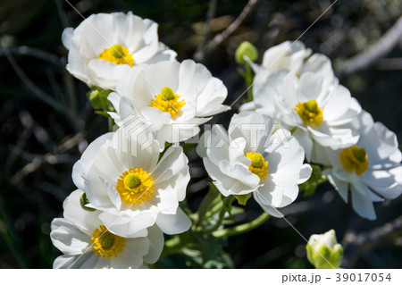 ≪ニュージーランド≫マウントクック マウントクックリリー ≪ニュージーランド≫マウントクック マウントクックリリー 39017054