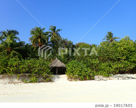 MaldivesMakunuduのビーチ MaldivesMakunuduのビーチ 39017605