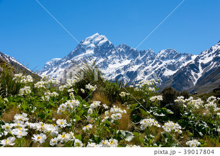 ≪ニュージーランド≫マウントクック マウントクックリリー ≪ニュージーランド≫マウントクック マウントクックリリー 39017804