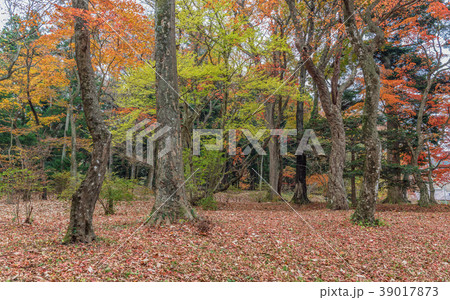 紅葉の森 39017873