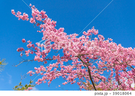 台湾 桃畑 モモ畑 39018064