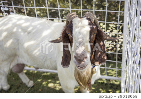 peaceful face of goat pet in cage peaceful face of goat pet in cage 39018068