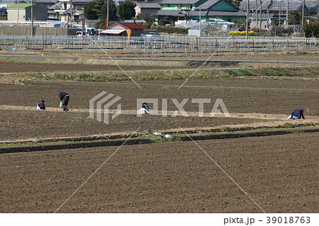 つくし採り つくし採り 39018763