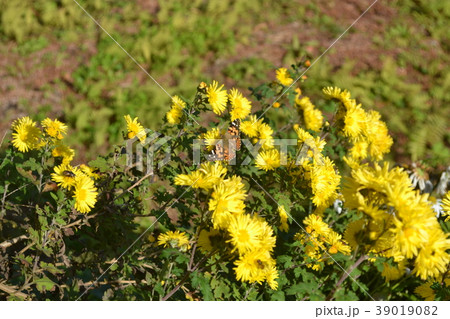 黄色い花と蝶 黄色い花と蝶 39019082