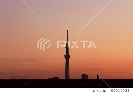 荒川土手から夕暮れの東京スカイツリー 39019581
