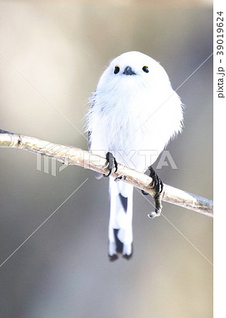 雪の妖精シマエナガ 39019624