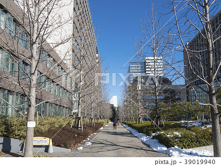 帝京平成大学中野キャンパスの並木道 東京都中野区 の写真素材 39019940 Pixta