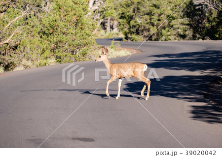 Deer crossing the road Deer crossing the road 39020042