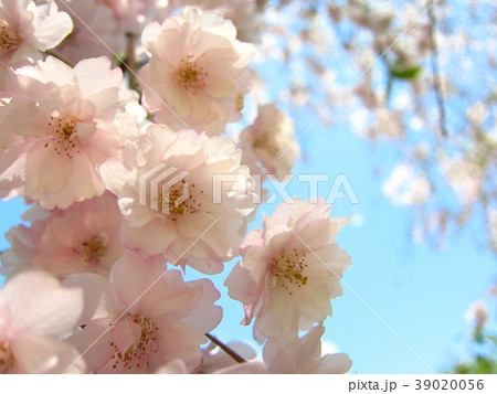 しだれ桜 しだれ桜 39020056