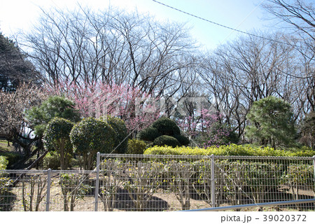 習志野台近隣公園周辺 39020372