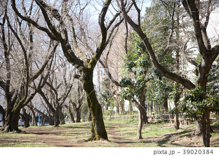 習志野台近隣公園周辺 39020384