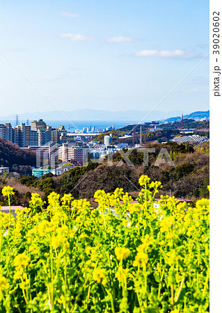 神戸西部のマンション群風景。 39020602
