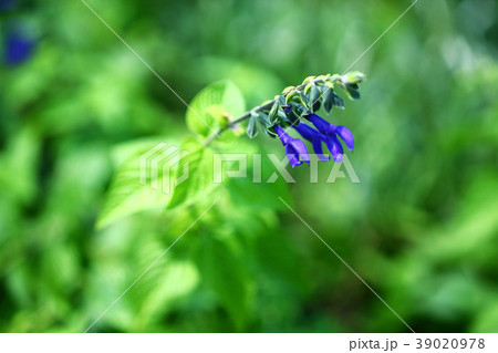 サルビア 青紫色の花 サルビア 青紫色の花 39020978
