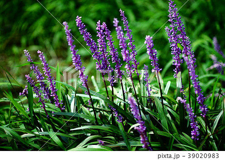 ヤブランの花の写真素材 3909