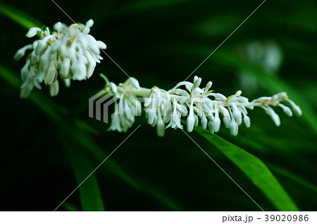 ノシランの花咲く 39020986